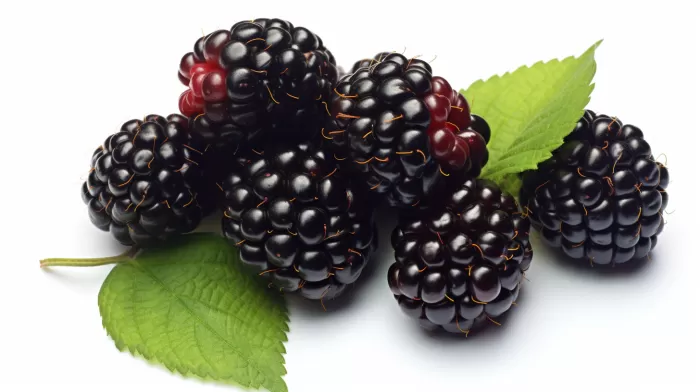 The Berry That Might Outsmart Cancer