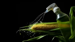 New GMO Corn Can Handle More Weed Killer, But What About Us?