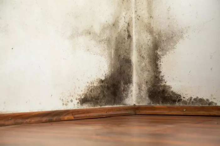 Is Hidden Mold in Your House Making Asthma Worse?