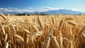 Monsanto's Oopsie: Mystery GMO Wheat Pops Up in Oregon!
