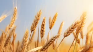 Gluten Alert: Why More Tummies Can't Take Wheat Like They Used To