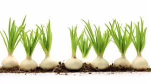 Sprouted Garlic: The Heart-Healthy Transformation You Didn't See Coming