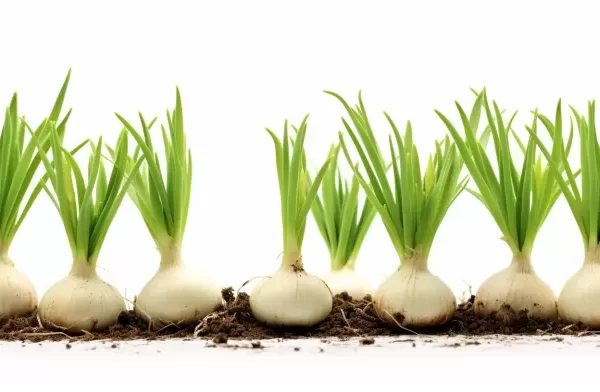 Sprouted Garlic: The Heart-Healthy Transformation You Didn't See Coming