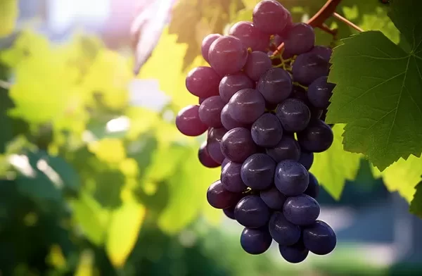 Grapes: Nature's Tiny Defenders Against Heart Failure