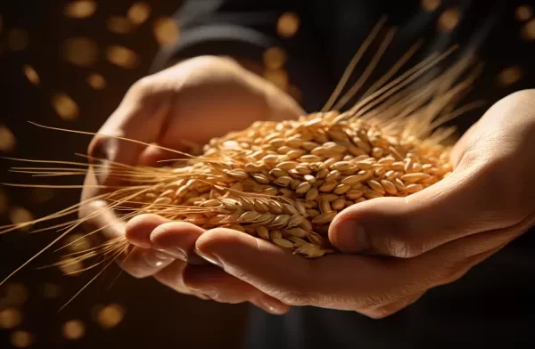 Gluten Alert: Could Your Bread Be Bad for Your Brain?